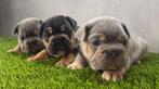 Franse Bulldog pups bij ons thuis geboren!, Animaux & Accessoires, 8 à 15 semaines, Bouledogue, Plusieurs, Éleveur | Loisir