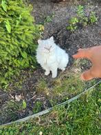 Kattenoppas aan huis, Dieren en Toebehoren