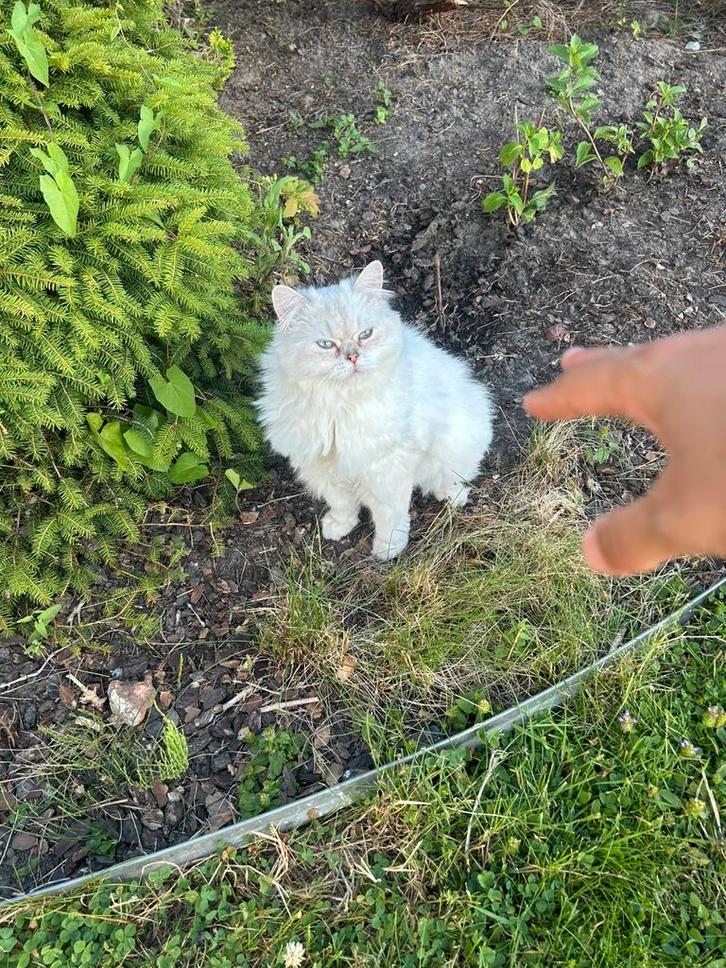 Kattenoppas aan huis, Dieren en Toebehoren, Pluimvee