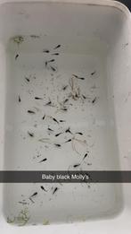 Black molly babys, Dieren en Toebehoren, Vis, Zoetwatervis, Schoolvis