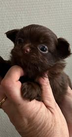 Chocola Chihuahua pups typerende appelkopjes., Dieren en Toebehoren, België, Particulier, Reu, CDV (hondenziekte)