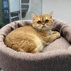 "Stella" Britse Korthaar Chinchilla Gold kattin - te koop, Dieren en Toebehoren, Poes, Gechipt, 0 tot 2 jaar
