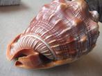 schelp, zeeslak, Verzamelen, Mineralen en Fossielen, Ophalen of Verzenden, Schelp(en)