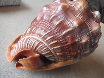 schelp, zeeslak beschikbaar voor biedingen