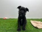 Chiots Schnauzer Nain - noir, Hépatite contagieuse (maladie de Rubarth), Belgique, Plusieurs, Chienne