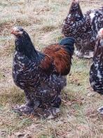 Pluimvee Brahma hanen, Dieren en Toebehoren, Pluimvee, Mannelijk, Kip