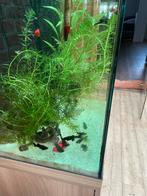 Te koop 200€, Dieren en Toebehoren, Ophalen of Verzenden, Zo goed als nieuw