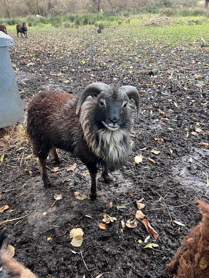 Soay ram Franky, geboren voorjaar 2025, Dieren en Toebehoren, Schapen, Geiten en Varkens, Schaap, Mannelijk, 0 tot 2 jaar
