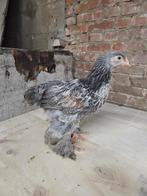 Brahma zilverpatrijs kuikens, Plusieurs animaux, Poule ou poulet
