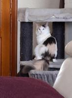 maine coons, Dieren en Toebehoren, Katten en Kittens | Raskatten | Langhaar, Meerdere dieren, Gechipt, 0 tot 2 jaar