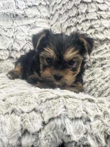 Belgisch yorkshire pupje beschikbaar!! beschikbaar voor biedingen