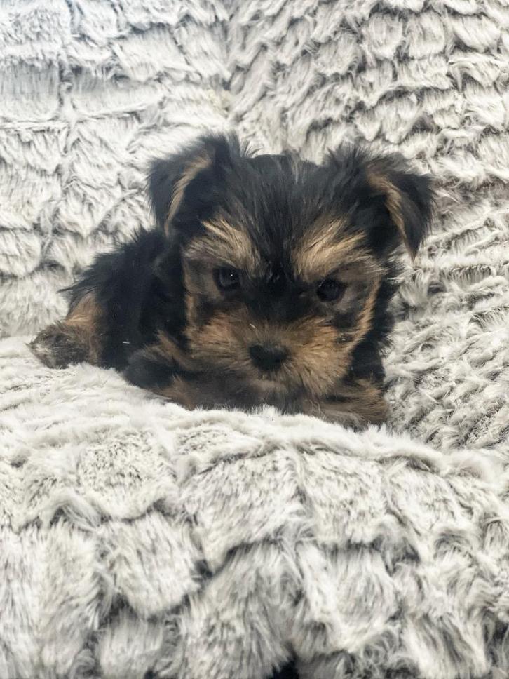 Belgisch yorkshire pupje beschikbaar!!, Dieren en Toebehoren, Honden | Jack Russells en Terriërs, Teef, Yorkshire Terriër, Fokker | Professioneel