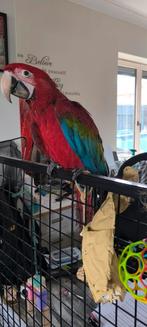 Groenvleugel ara man, Dieren en Toebehoren, Vogels | Parkieten en Papegaaien, Tam