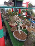 Bonsaï, Jardin & Terrasse, Enlèvement ou Envoi