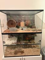 Knaagdierkot 75x40x90 + toebehoren, Ophalen, Gebruikt, 90 cm of meer, Hok