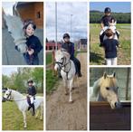 Toffe B-pony, Dieren en Toebehoren, Pony's, Gechipt, B, Ruin, Springpony