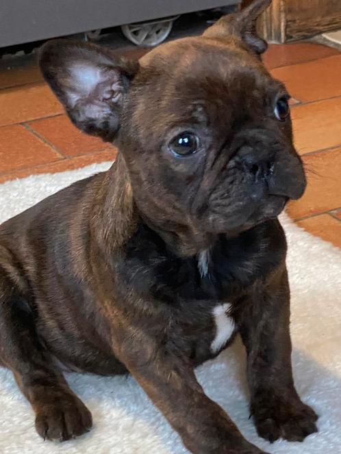 franse bulldog pups,teefje, Dieren en Toebehoren, Honden | Bulldogs, Pinschers en Molossers, Teef, Bulldog, Fokker | Professioneel