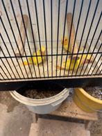 mutatie roseicollies, Dieren en Toebehoren, Vogels | Parkieten en Papegaaien, Geringd