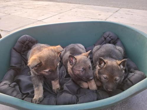 Wolfsgrauwe Duitse Herder pups