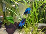 3 Betta Splendens, Man, Dieren en Toebehoren, Vissen | Aquariumvissen, Vis, Zoetwatervis