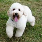 Maltipoo teefje Josie zoekt haar gouden mandje, Dieren en Toebehoren, Honden | Chihuahua's en Gezelschapshonden, 15 weken tot 1 jaar