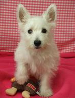 Superleuke Westie pups!, 15 weken tot 1 jaar, Overige rassen, Buitenland, Meerdere