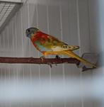 Splendid parkieten, Dieren en Toebehoren, Vogels | Parkieten en Papegaaien, Meerdere dieren, Parkiet, Geringd
