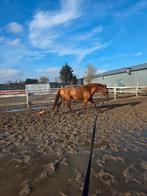 Knappe bijna 4 Jarige Spaanse Hengst, Dieren en Toebehoren, Paarden, Minder dan 160 cm, Met stamboom, Dressuurpaard, Hengst