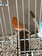 Kanarie rood mozaïek, Dieren en Toebehoren, Vogels | Kanaries