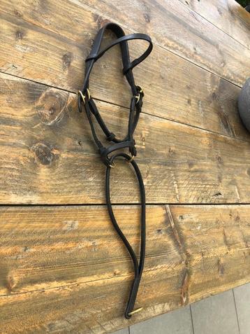 Veulen voorbreng/show halster beschikbaar voor biedingen