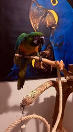 Miligold ara, Dieren en Toebehoren, Mannelijk, Papegaai, Geringd