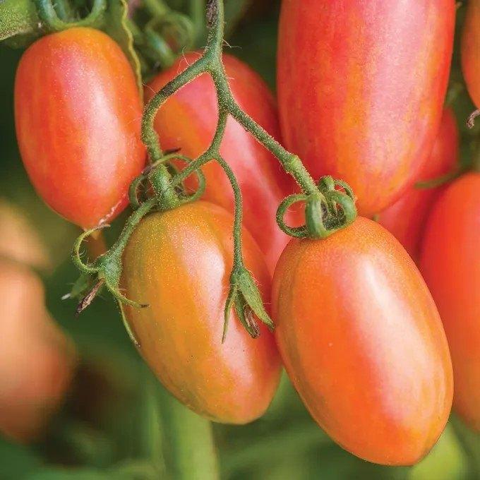 Artisan Maglia Rosa, Tuin en Terras, Bloembollen en Zaden, Verzenden