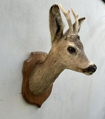 Hertekop, ree met gewei - taxidermie beschikbaar voor biedingen