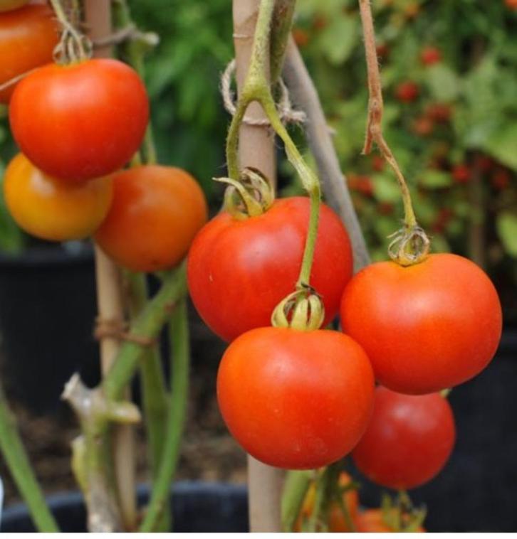 Outdoor girl tomaat - 5 zaden, Tuin en Terras, Bloembollen en Zaden, Zaad, Voorjaar, Verzenden