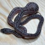 Korenslang 9 maand, Pewter, Dieren en Toebehoren, Slang, Tam, 0 tot 2 jaar