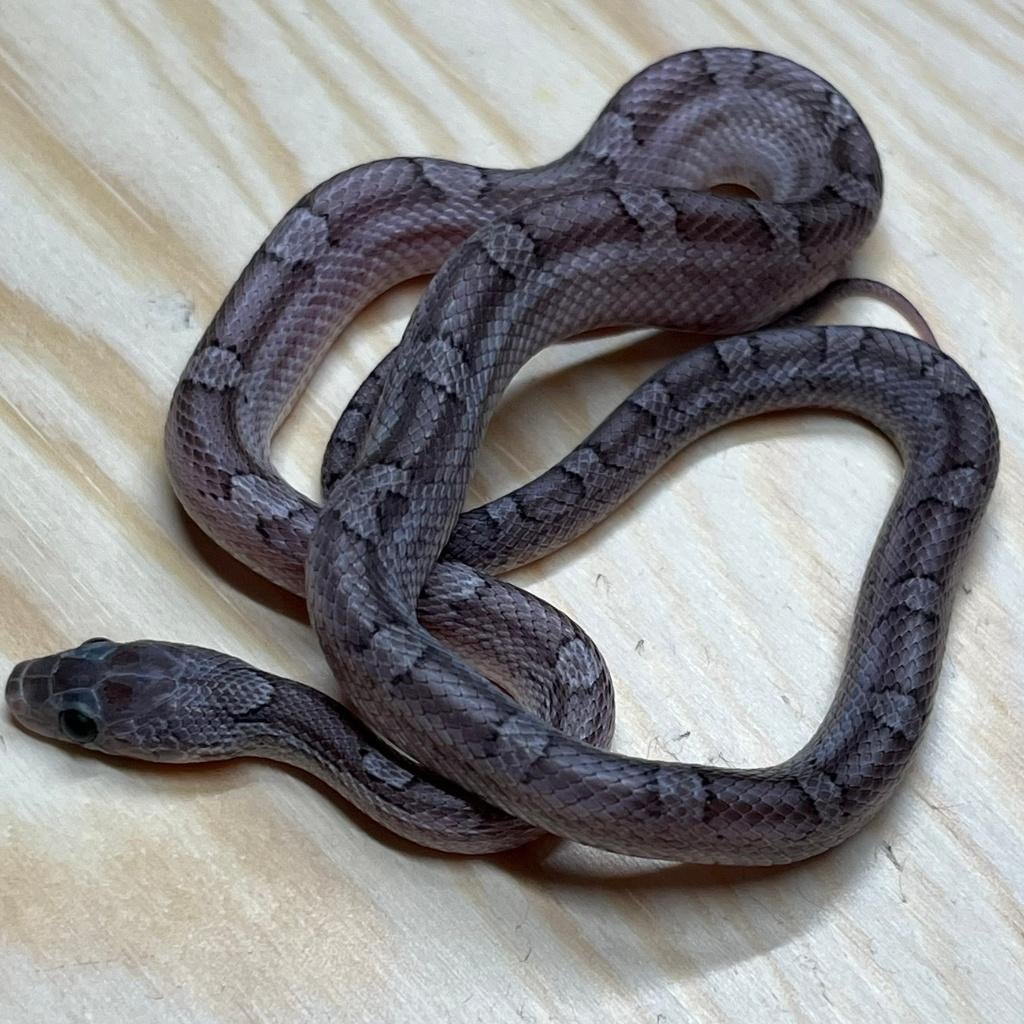 Korenslang 9 maand, Pewter, Animaux & Accessoires, Reptiles & Amphibiens, Serpent, 0 à 2 ans, Domestique