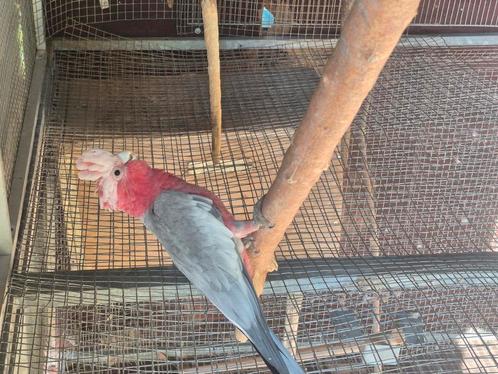 Rose kaketoe man evt te ruil, Dieren en Toebehoren, Vogels | Parkieten en Papegaaien, Papegaai, Mannelijk, Geringd