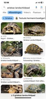Gezocht landschildpad voor in de tuin, Dieren en Toebehoren, Reptielen en Amfibieën