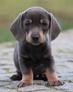 Teckel pups Blue-tan korthaar, Dieren en Toebehoren, Honden | Teckels en Dashonden, België, Reu, CDV (hondenziekte), 8 tot 15 weken
