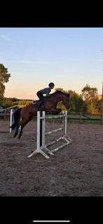 Gouden springpaard, Dieren en Toebehoren, Stalling en Weidegang