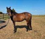 2-jarige ruin te koop, Dieren en Toebehoren, Paarden, Springpaard, Gechipt, Ruin, 0 tot 2 jaar
