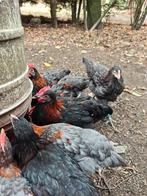 Jeunes coquelets Marans a donner, Dieren en Toebehoren