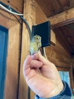 Kruisingen sijs x kanarie geel mozaïek agaat, Dieren en Toebehoren, Mannelijk, Wildzangvogel, Geringd