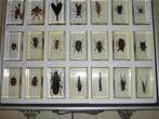 insecten in hars, Verzamelen, Overige typen, Zo goed als nieuw, Ophalen, Insect
