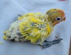 Dwergpapegaai Jongen voor handopfok, Dieren en Toebehoren, Vogels | Parkieten en Papegaaien, Meerdere dieren, Dwergpapegaai of Agapornis