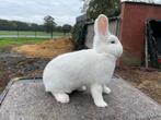 Witte wener voedster, Dieren en Toebehoren, Konijnen