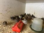 Kwartels, Meerdere dieren, Overige soorten