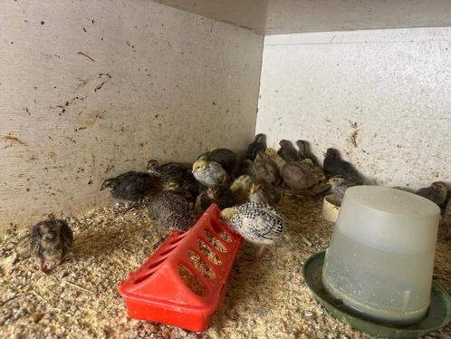 Kwartels, Dieren en Toebehoren, Pluimvee, Overige soorten, Meerdere dieren