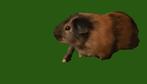 Mooie cavia beertjes, gratis op te halen, Cavia, April, Mannelijk, Tam