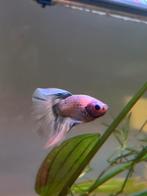 Zeldzame paarse betta te koop, Dieren en Toebehoren, Vis, Zoetwatervis